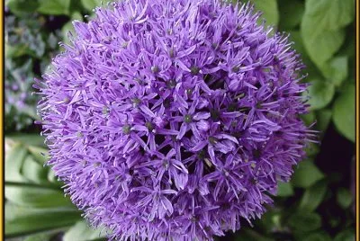 allium