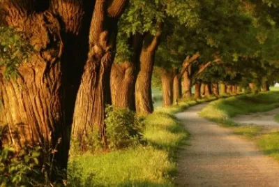 campo