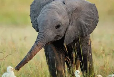 Elephant