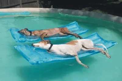 RELAJADITOS. jigsaw puzzle