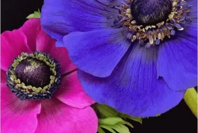 פאזל של Purple and Pink