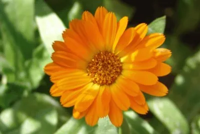 calendula