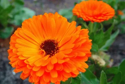 calendula
