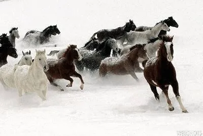 horses