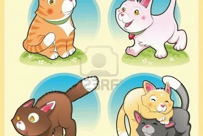 gatos