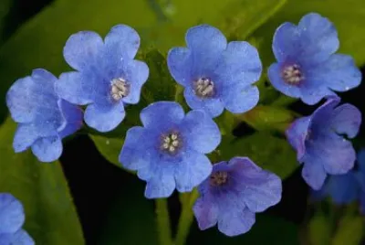 fleur