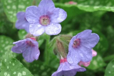 fleur