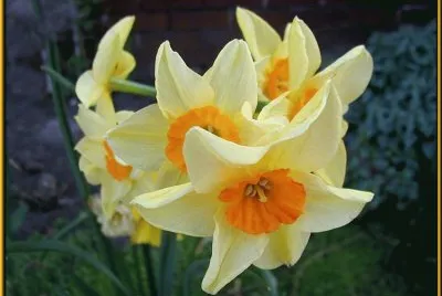 narcisse