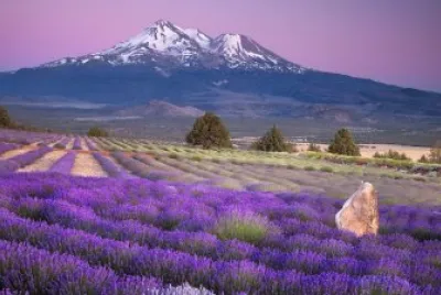 lavanda