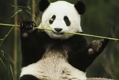 Oso Panda