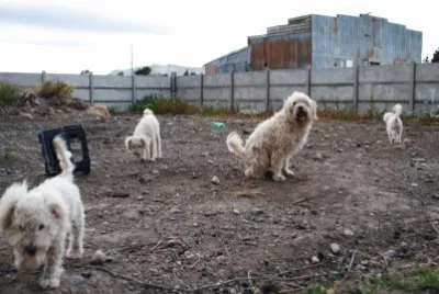 mascotas
