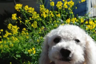 animales y mascotas