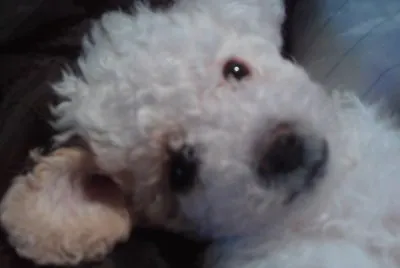 mascotas