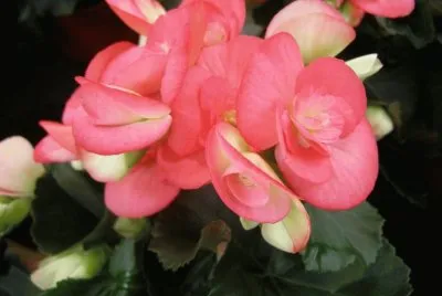 begonia