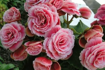 begonia