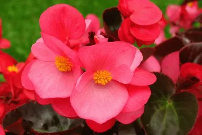 begonia