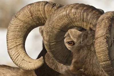 cuernos national geographic