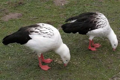 Guayatas en la Laguna de Los Pozuelos. Jujuy