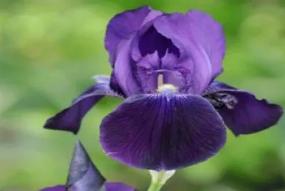 iris