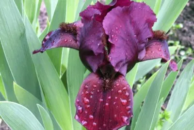iris