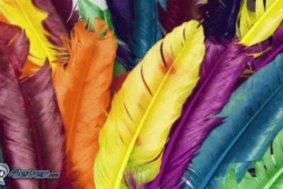 plumes