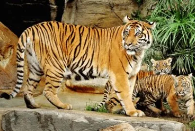 paisajes jigsaw puzzle