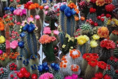 flores