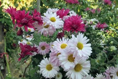 margaridas