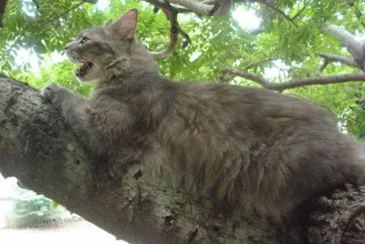 פאזל של Gray en arbol