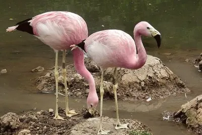 En Laguna de  los Pozuelos. Jujuy. Argentina