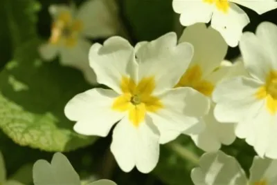 primevÃ©re
