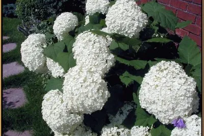 hydrangea