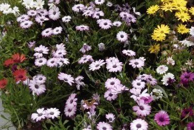 פאזל של Flors