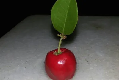Acerola