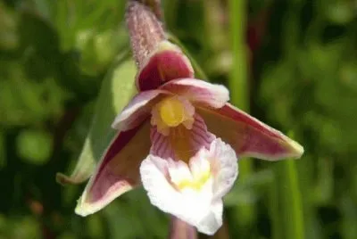 epipactis