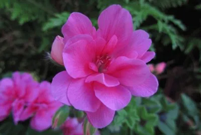 fleur