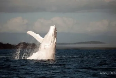 white-humpback-whale-albino-migaloos
