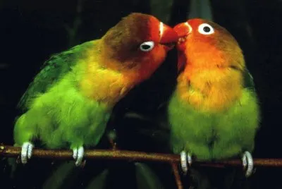פאזל של Agapornis