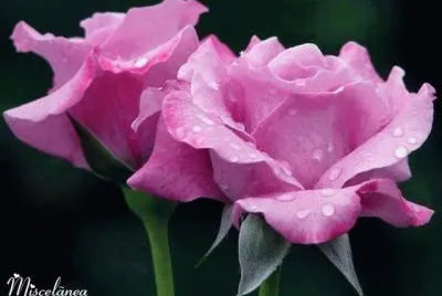 flores