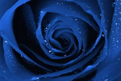 blue rose