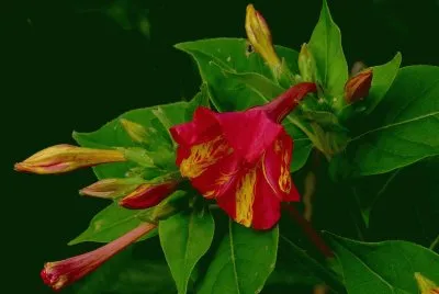 fleur
