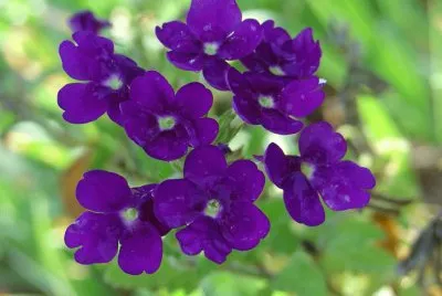 fleur