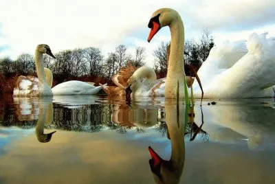 cigno