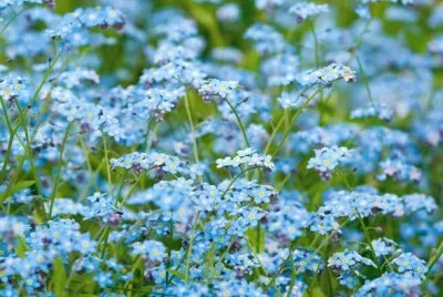 myosotis