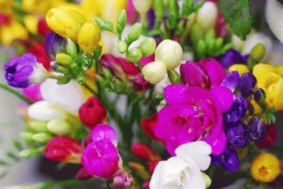 פאזל של flores