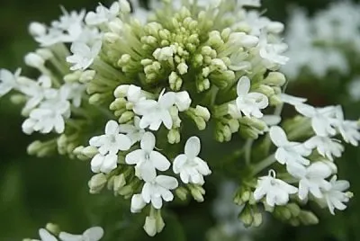 פאזל של fleur