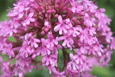 פאזל של fleur