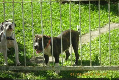 Cães de Guarda