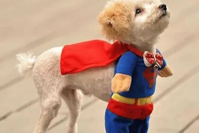 mascota
