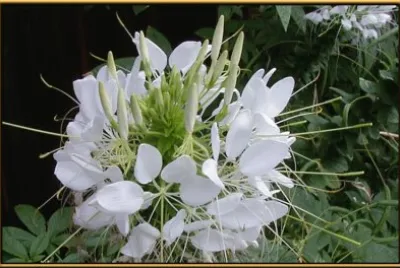 פאזל של cleome